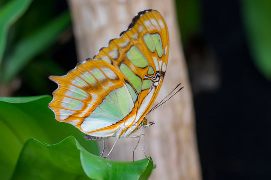 Nature close up of a butterfly malachite on a leaf