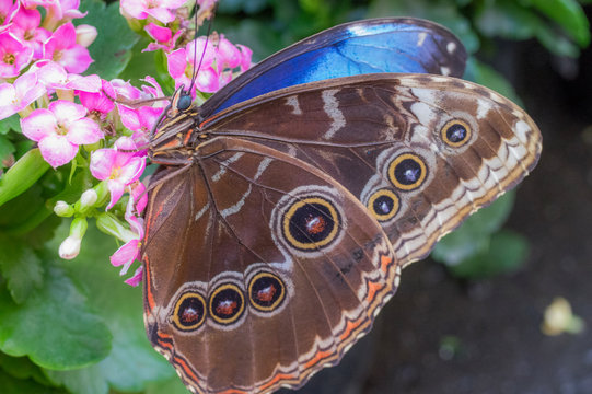 Nature close up of a butterfly blue morpho landing on a flower