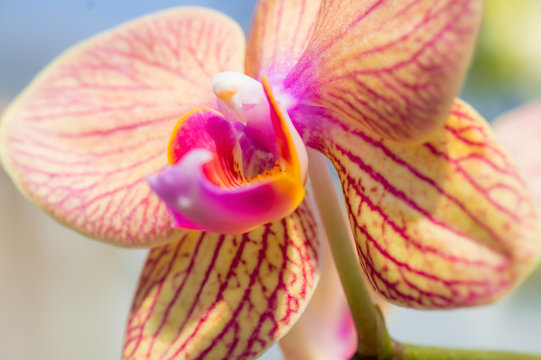 Close up of a flower iris with bright color