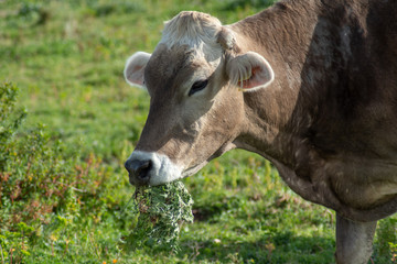 View of a cow while grazing. The shot is taken during a beautiful sunny day in Sicily, Italy
