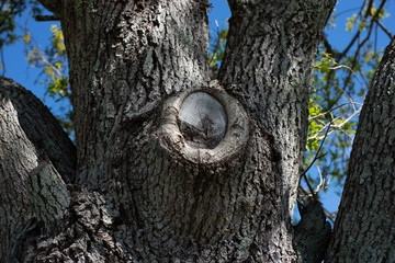 Close up of oak tree knot