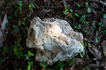 Rock at the park
