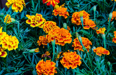 beautiful flowers marigold