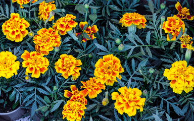 beautiful flowers marigold