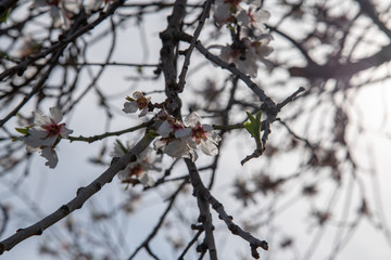 View of a beautiful blossoming almond tree. The shot is taken during a sunny spring day in Sicily, Italy