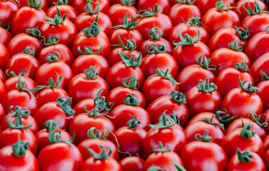 fresh red natural tomatoes