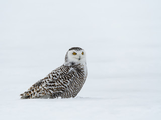Female Snowy Owl Sitting on Snow Field