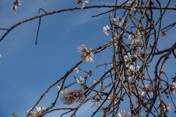 View of a beautiful blossoming almond tree. The shot is taken during a sunny spring day in Sicily, Italy