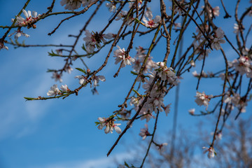View of a beautiful blossoming almond tree. The shot is taken during a sunny spring day in Sicily, Italy