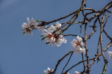 View of a beautiful blossoming almond tree. The shot is taken during a sunny spring day in Sicily, Italy