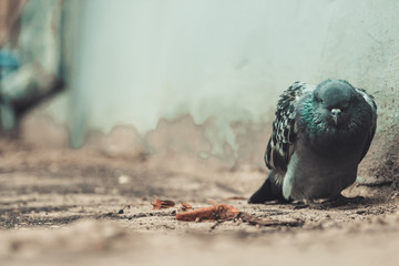 Close-up of one sad and sick pigeon dying in the city yard with depression and apathy atmosphere on soft focus background. Copy space and toned.