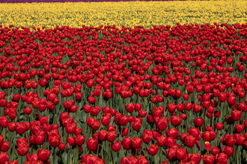 Tulip festival, WA, USA. 