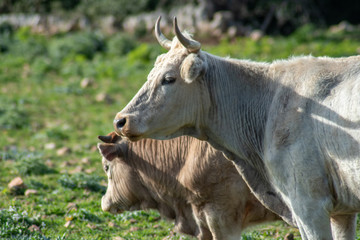 View of some cows while grazing. The shot is taken during a beautiful sunny day in Sicily, Italy