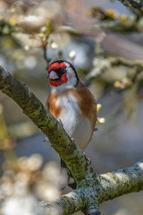European goldfinch (Carduelis carduelis)