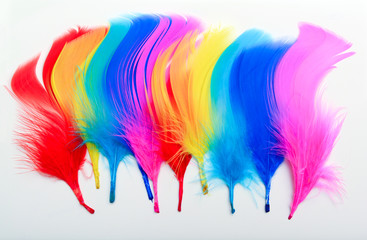 Bright coloured feathers paint brush strokes onto paper. Creative design idea