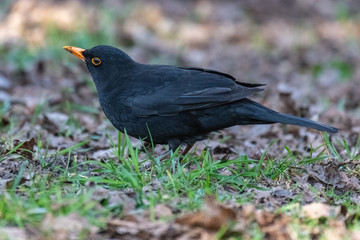 Common blackbird (Turdus merula)