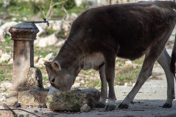 View of a cow while grazing. The shot is taken during a beautiful sunny day in Sicily, Italy