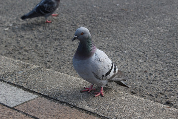 大阪城公園のハト