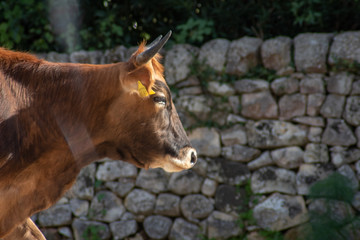 View of a cow while grazing. The shot is taken during a beautiful sunny day in Sicily, Italy