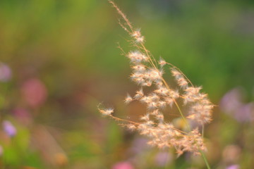 Blur grass flower sunrise for background in the morning. 