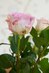 Bunch of pink roses. Live lilac rose with delicate petals and green leaves.