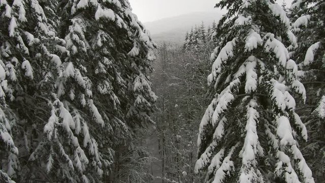 Winter forest in Bukovel with cold fog, the camera flies near trees.