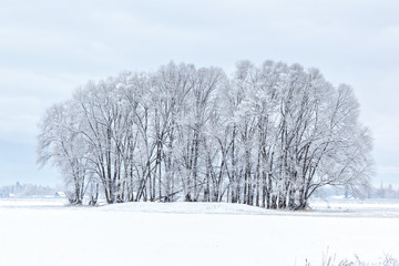 group of trees covered in hoarfrost in a snowy field on a cold winter day in northwest Montana