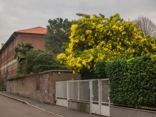 a beautiful mimosa tree covered with flowers