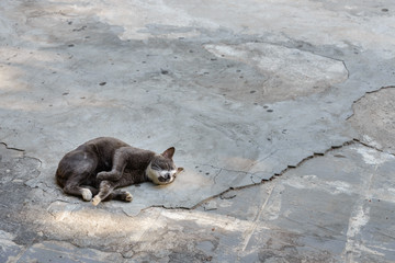 Small black cat or kitten sleep on outdoor  rough concrete street floor under shade and shadow of tree.