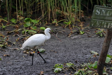 eurasian spoonbill