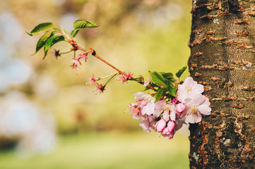 Spring pink blossom in warm sunny park