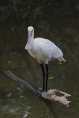 eurasian spoonbill