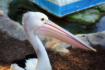 An Australian Pelican water bird with a pink beak
