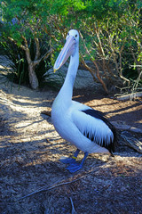 An Australian Pelican water bird with a pink beak