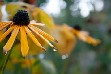 Raindrop on Rudbeckia