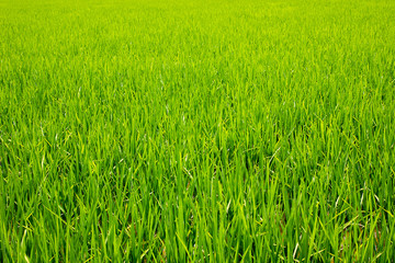 北竜町、水田、稲