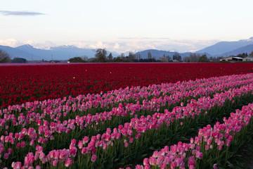 Obraz premium Tulip festival, WA, USA. 