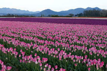 Fototapeta premium Tulip festival, WA, USA. 