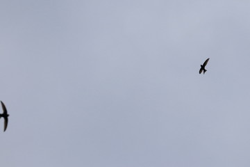 birds