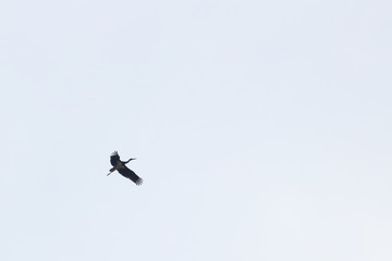 birds
