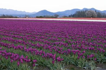 Fototapeta premium Tulip festival, WA, USA. 