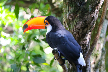 colorful Toucan 
