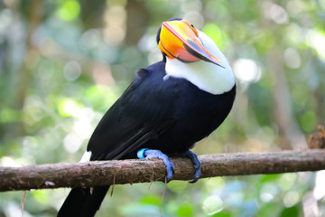 Lindo Tucano na floresta 