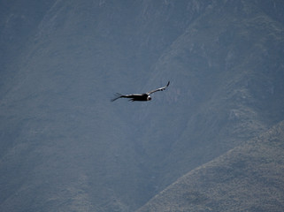 A vulture is seen flying to the side of famous route 40 in La Rioja province, Argentina.