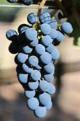 Grapes in the vineyard