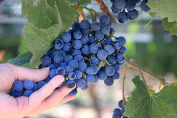 Grapes in the vineyard