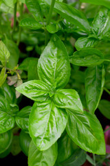 Basil in my home