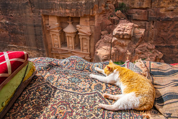 Cat sitting at a viewpoint on Al Khazneh tomb also called Treasury at Petra, Jordan