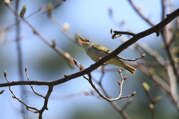 センダイムシクイの仲間　Eastern crowned warbler	