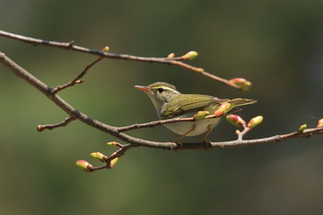 センダイムシクイの仲間　Eastern crowned warbler